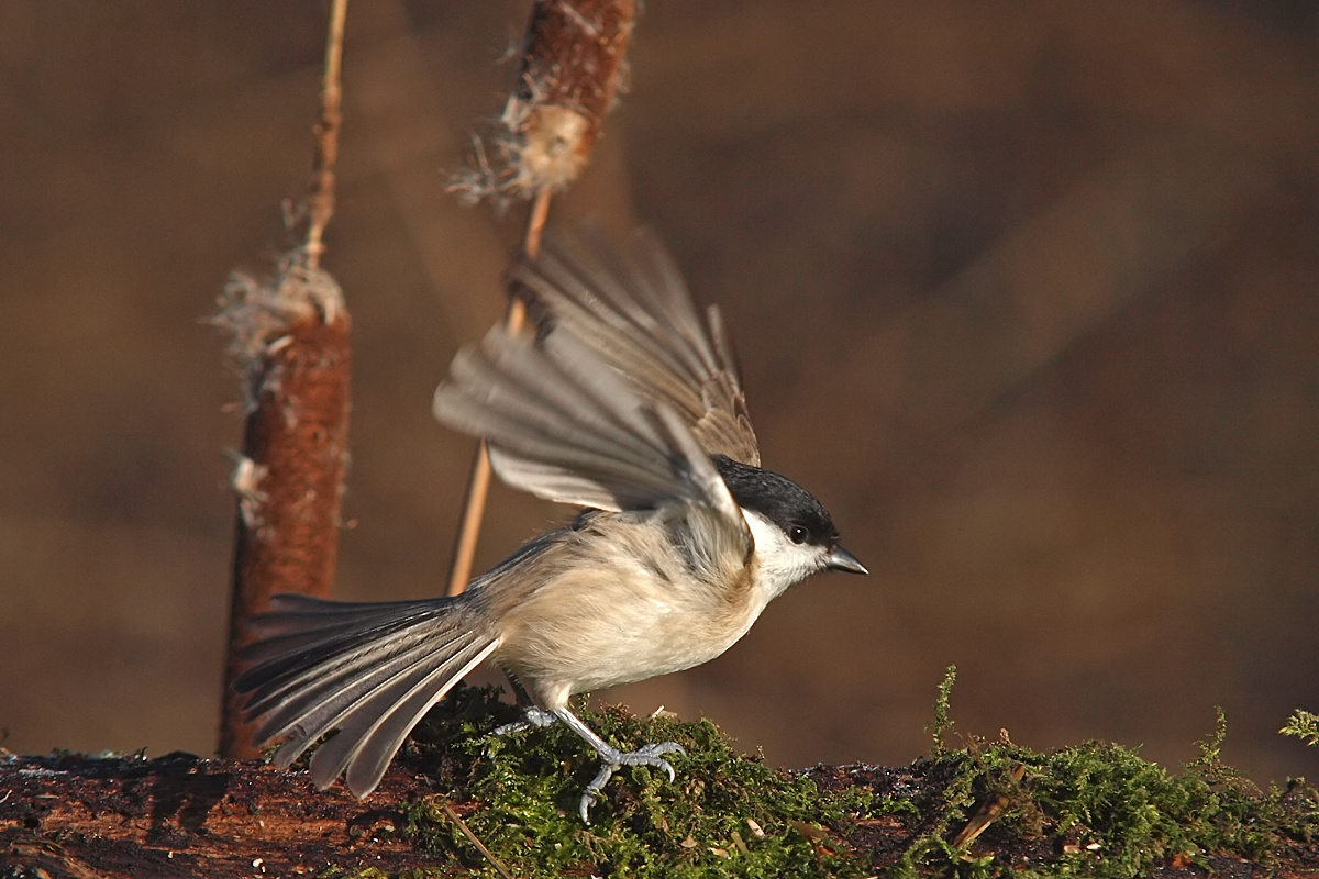 Sumpfmeise (Poecile palustris)