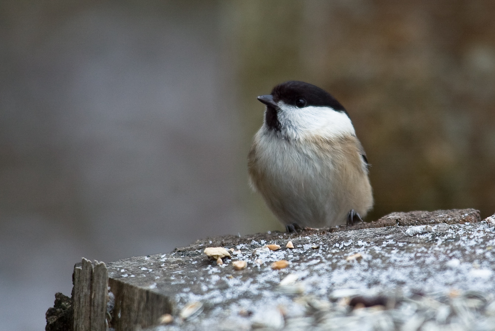 Sumpfmeise (Poecile palustris)