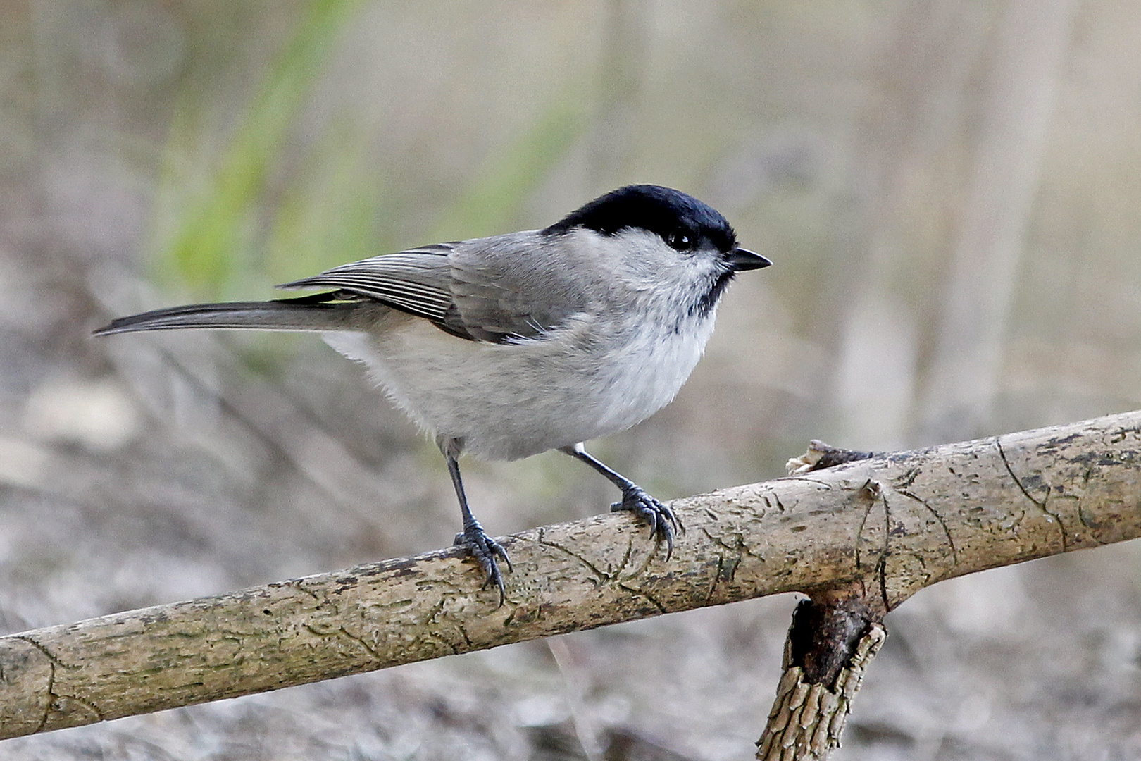 Sumpfmeise (Poecile palustris)