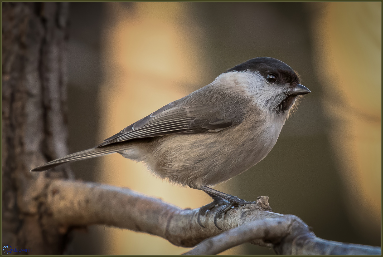 Sumpfmeise (Poecile palustris)