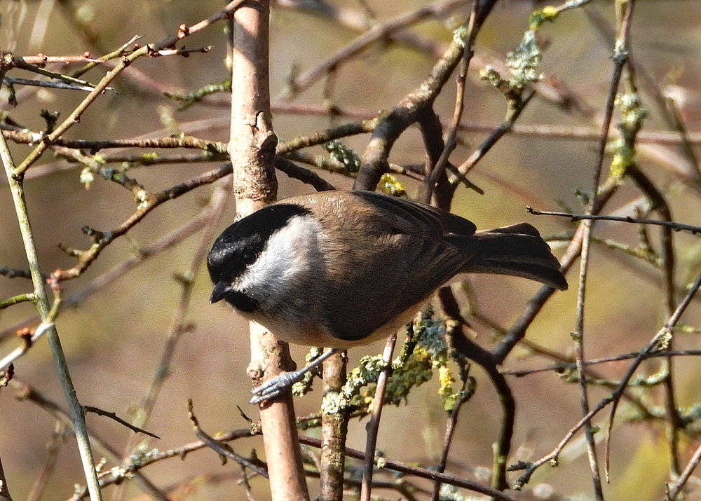 Sumpfmeise (Poecile palustris)