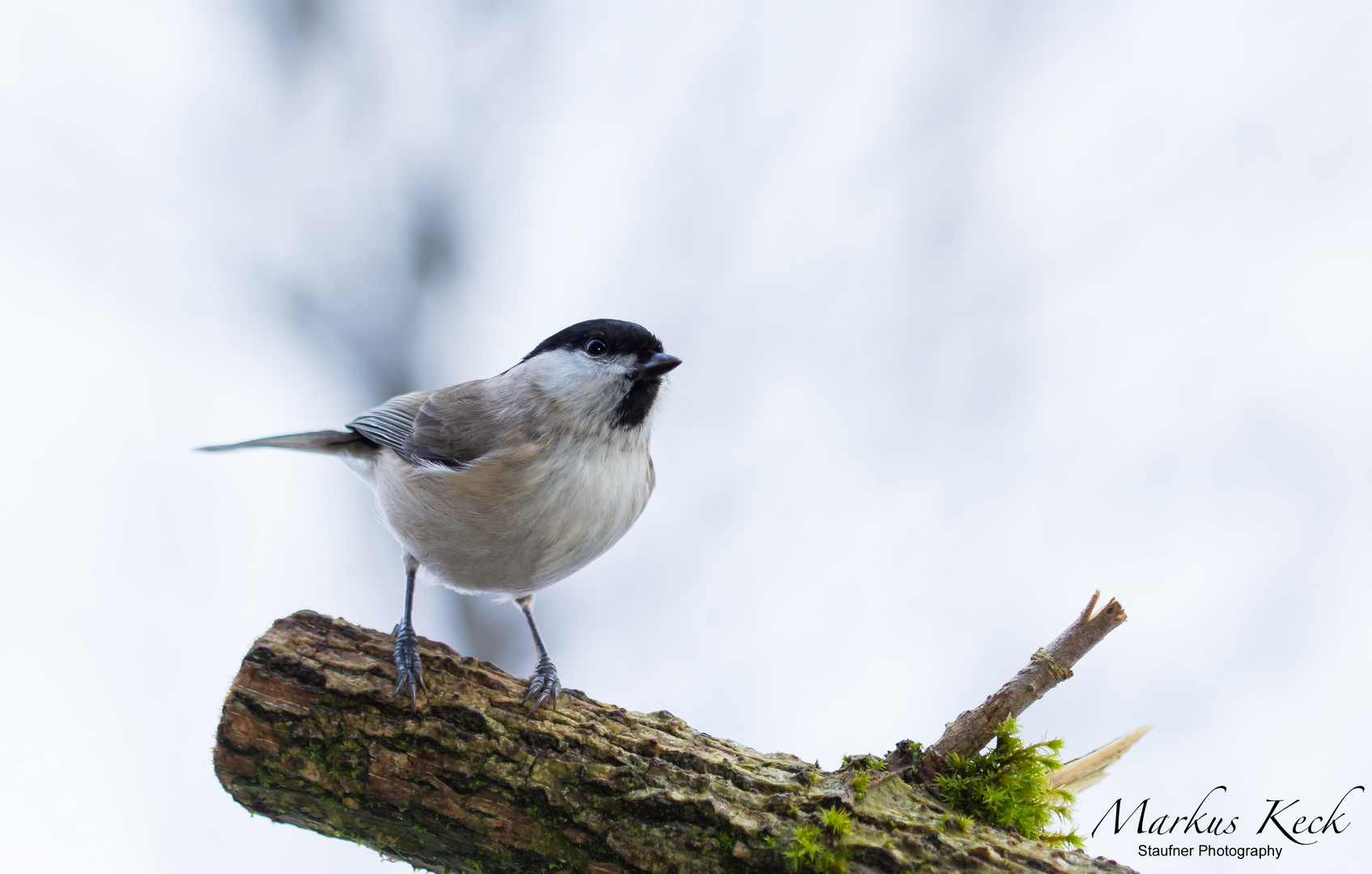 Sumpfmeise - Poecile palustris