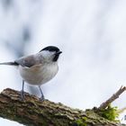 Sumpfmeise - Poecile palustris