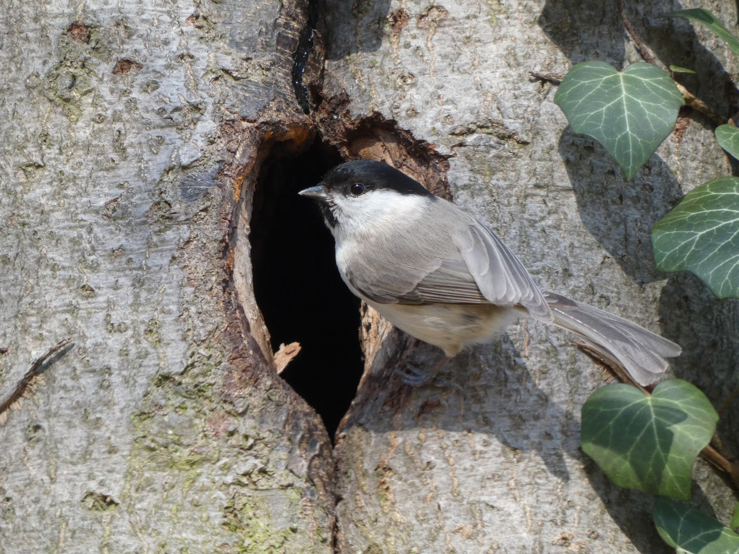 Sumpfmeise (Poecile palustris)