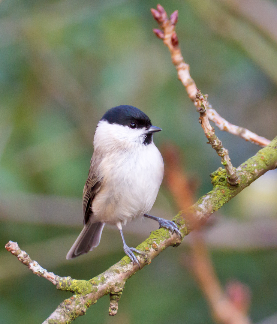 Sumpfmeise (Poecile palustris), Nr. 1