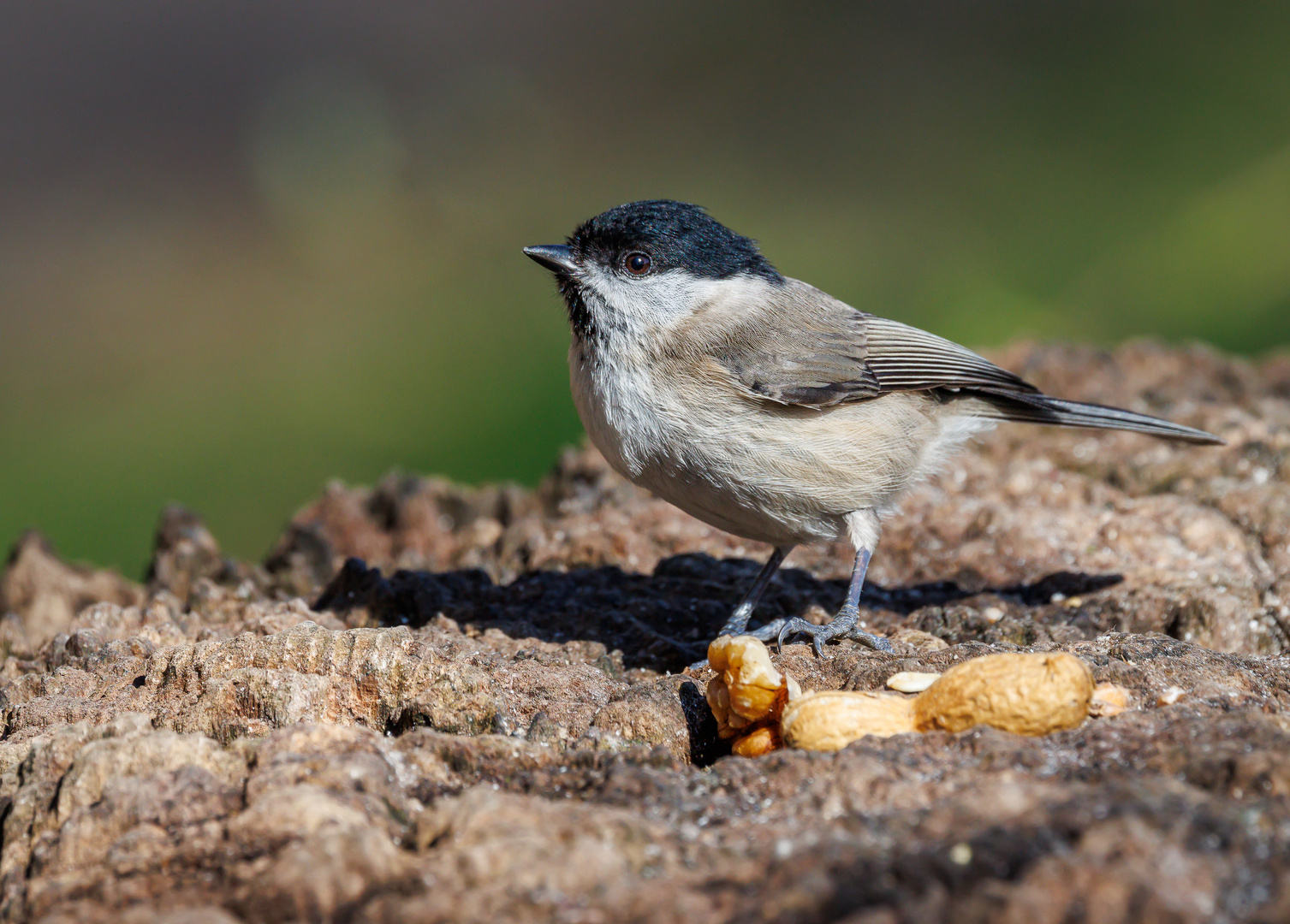 Sumpfmeise (Poecilie palustris)