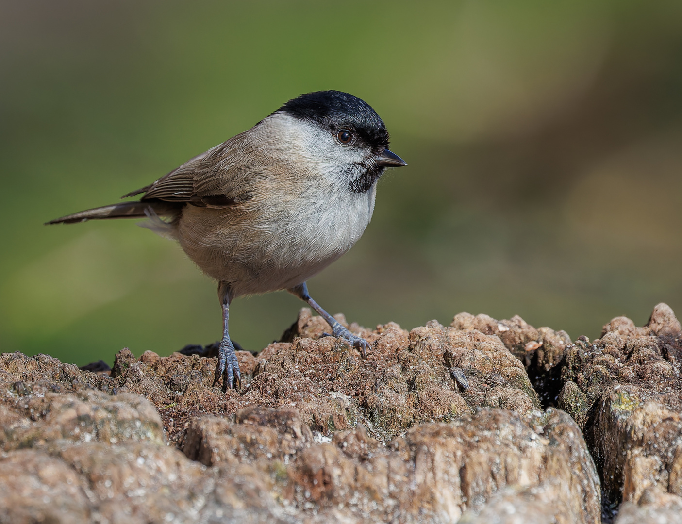 Sumpfmeise (Poecillie palustris)