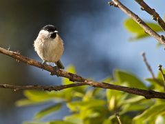 Sumpfmeise (Purus palustris) - wir nennen ihn Dandy