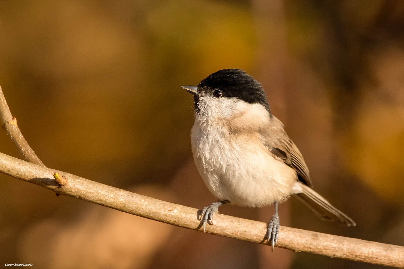 Sumpfmeise, quirliges Kerlchen, was ausnahmsweise einmal still saß