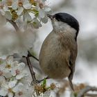 Sumpfmeise schnuppert am Frühling