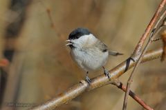 Sumpfmeise singt vom Frühling