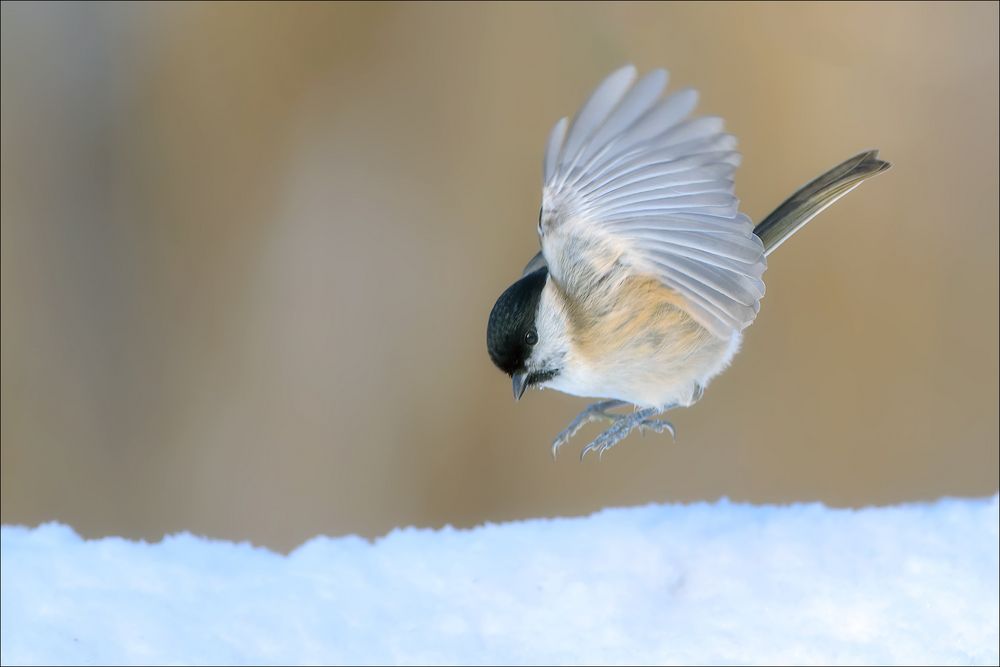 Sumpfmeise will in den Schnee :-)