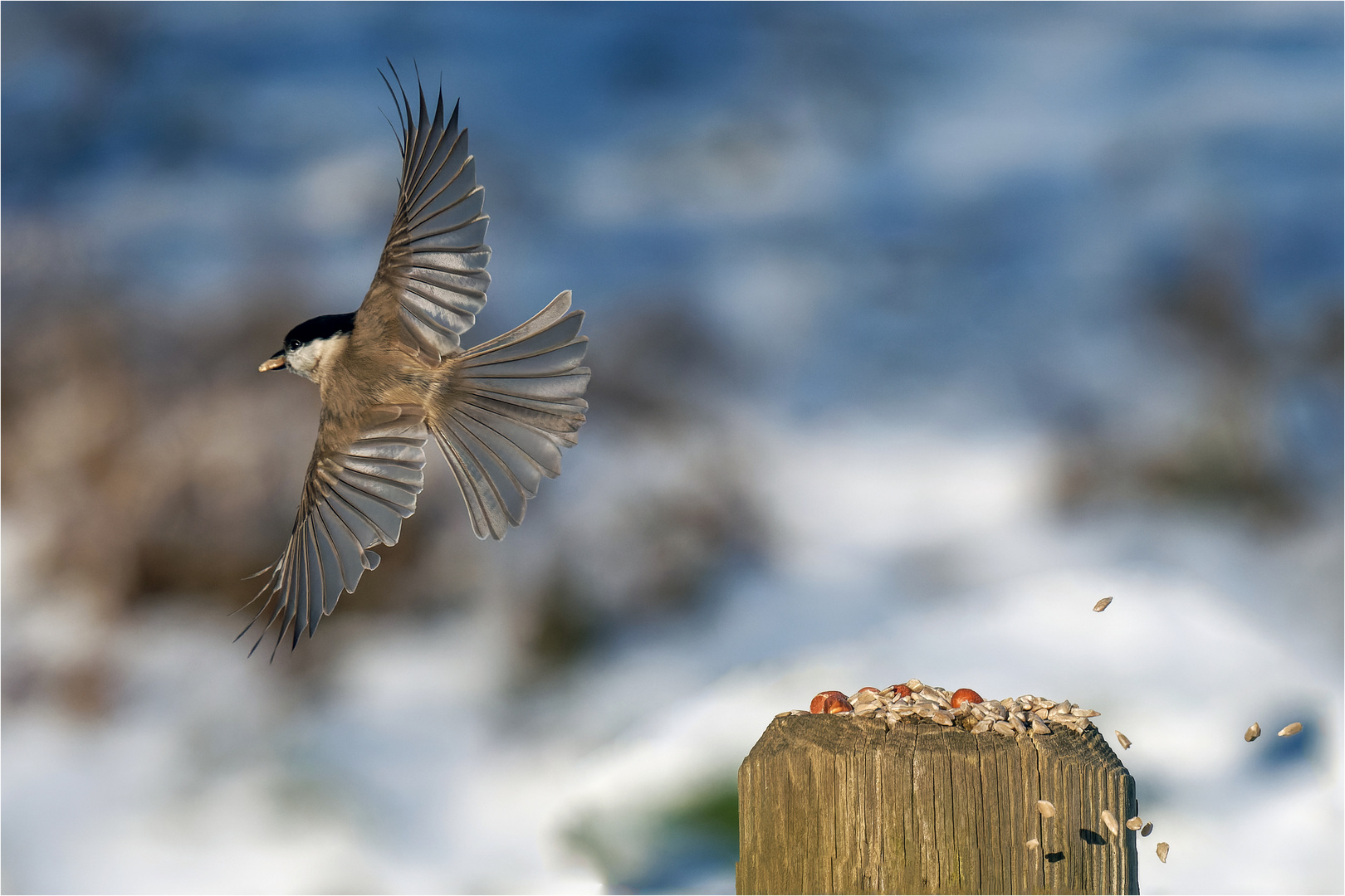 Sumpfmeisen Abflug  .....