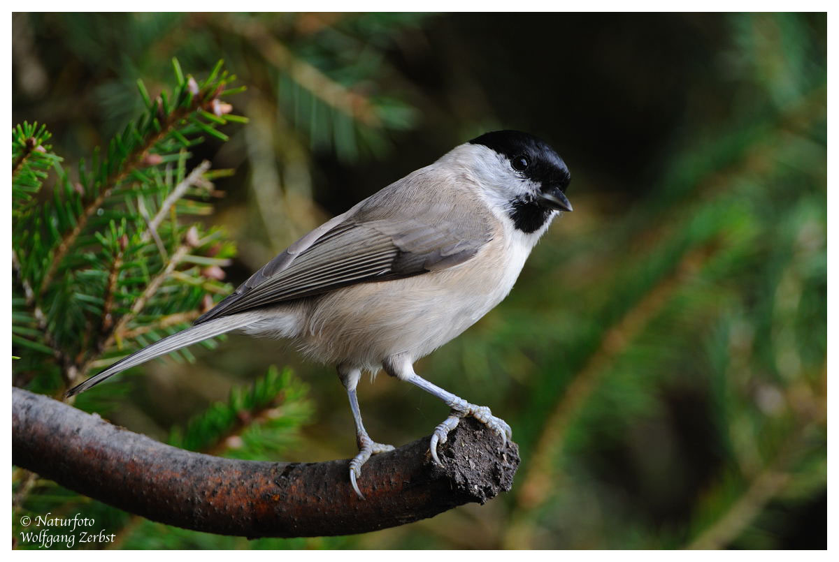 --- Sumpfmeisen --- ( Parus montanus )