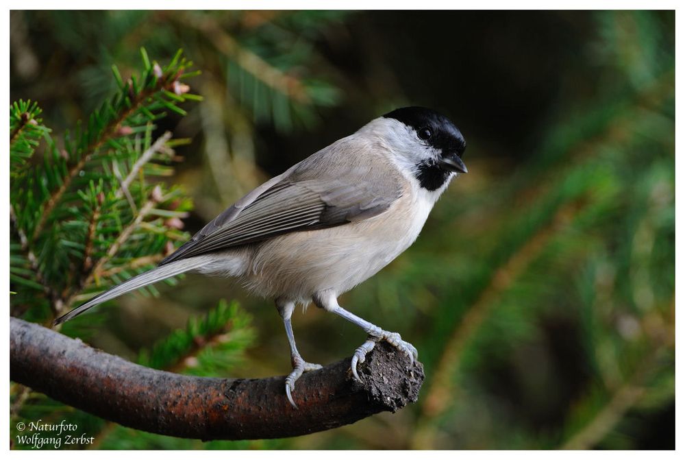 --- Sumpfmeisen --- ( Parus montanus )