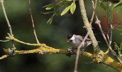 "Sumpfmeiser'l - und sein Lebensraum"