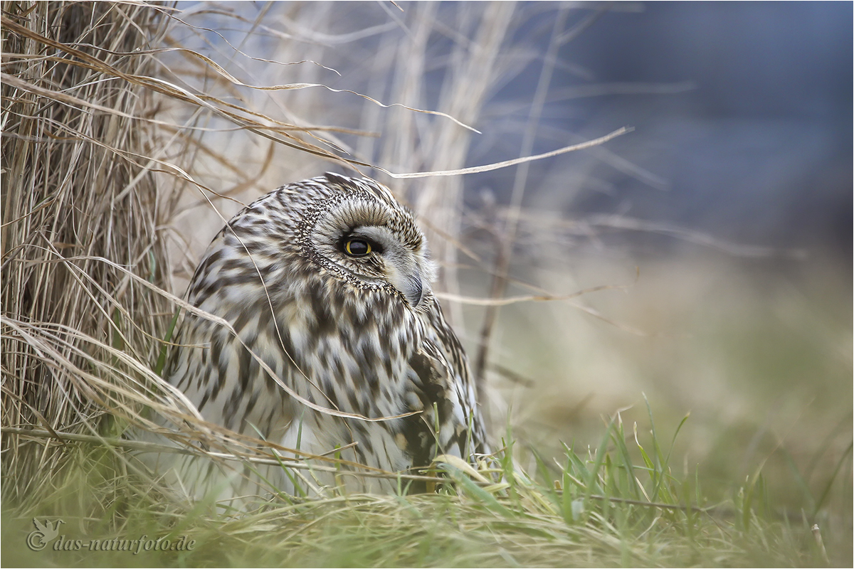 Sumpfohreule (Asio flammeus) 