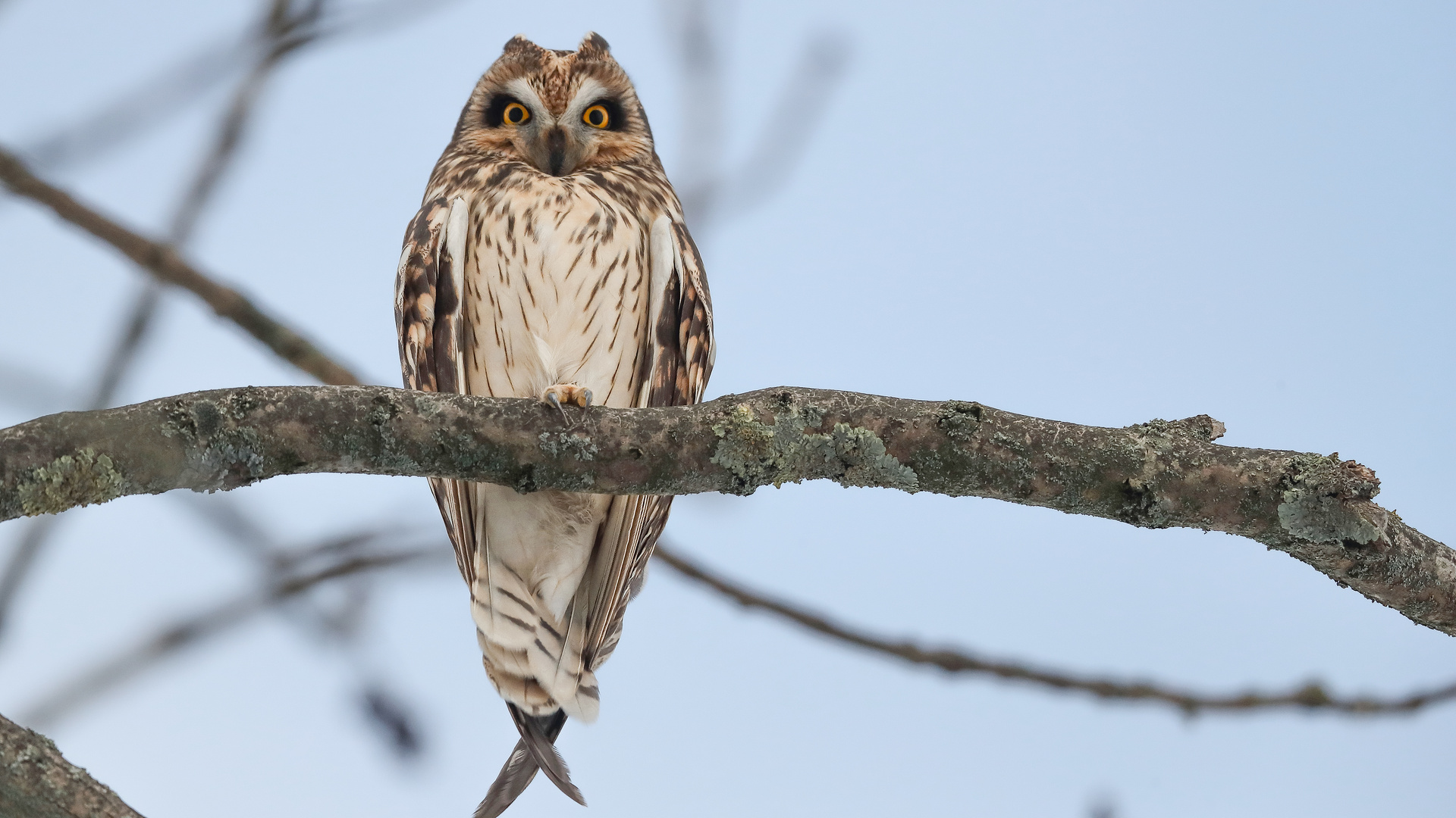 Sumpfohreule (Asio flammeus)