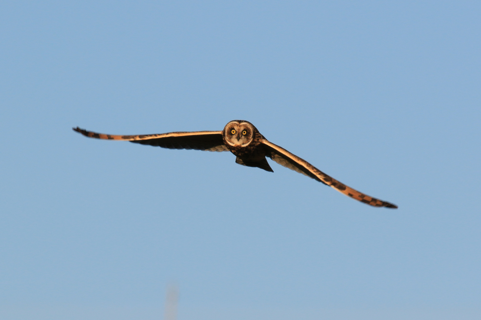 Sumpfohreule (Asio flammeus)