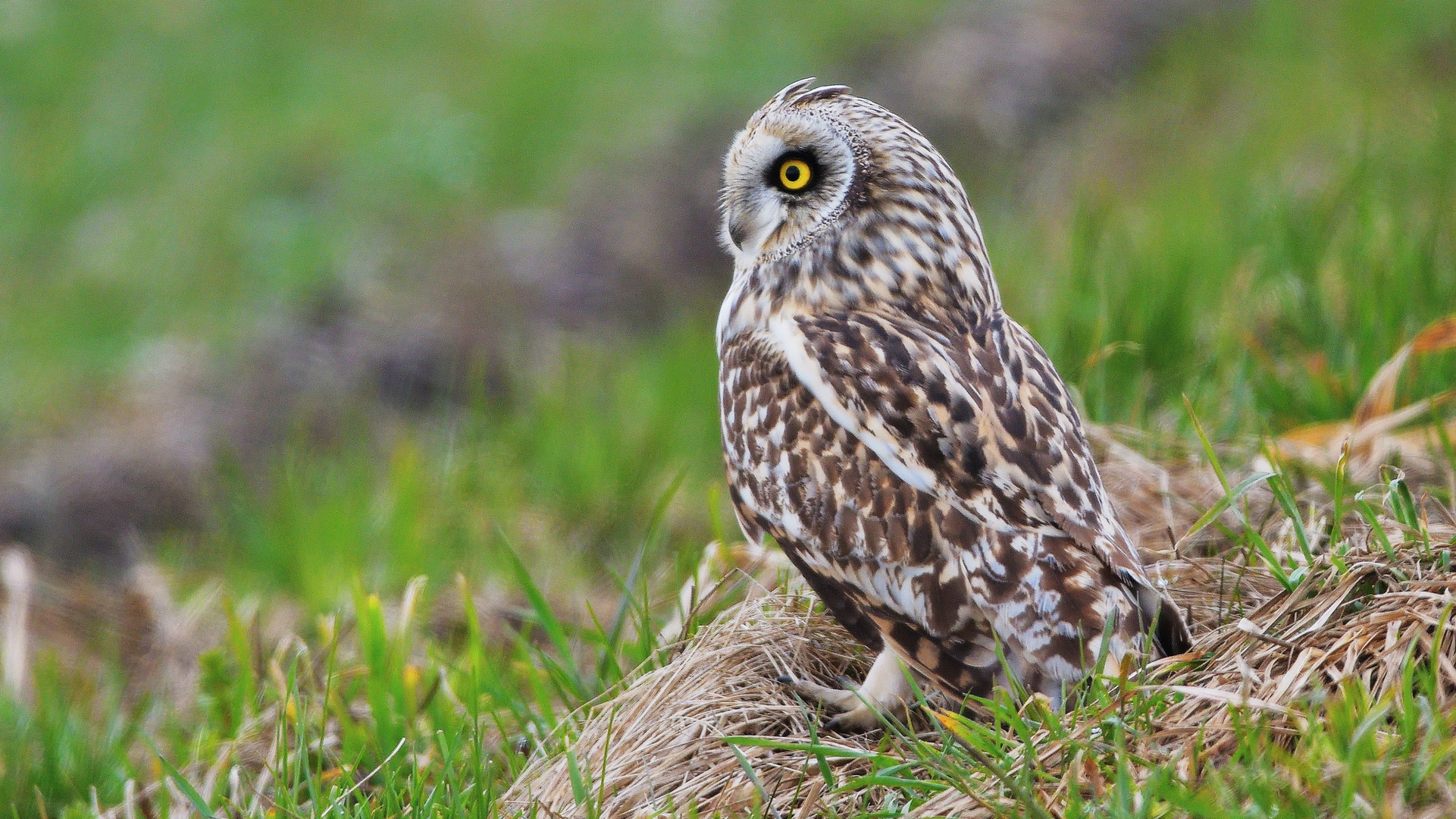 Sumpfohreule  (Asio flammeus)