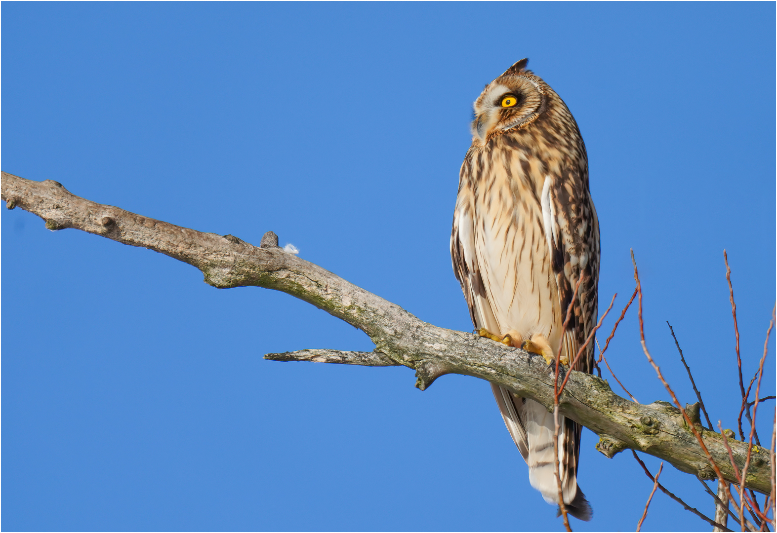 Sumpfohreule Asio flammeus