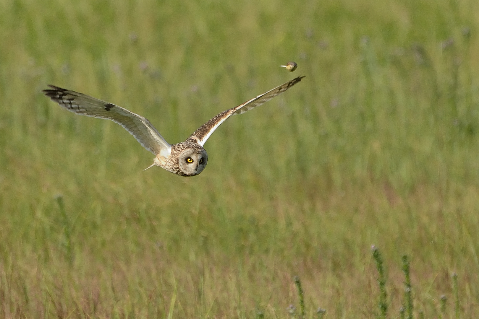 Sumpfohreule (Asio flammeus)