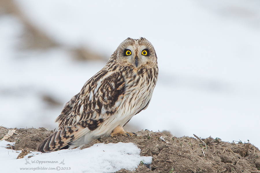 Sumpfohreule (Asio flammeus),