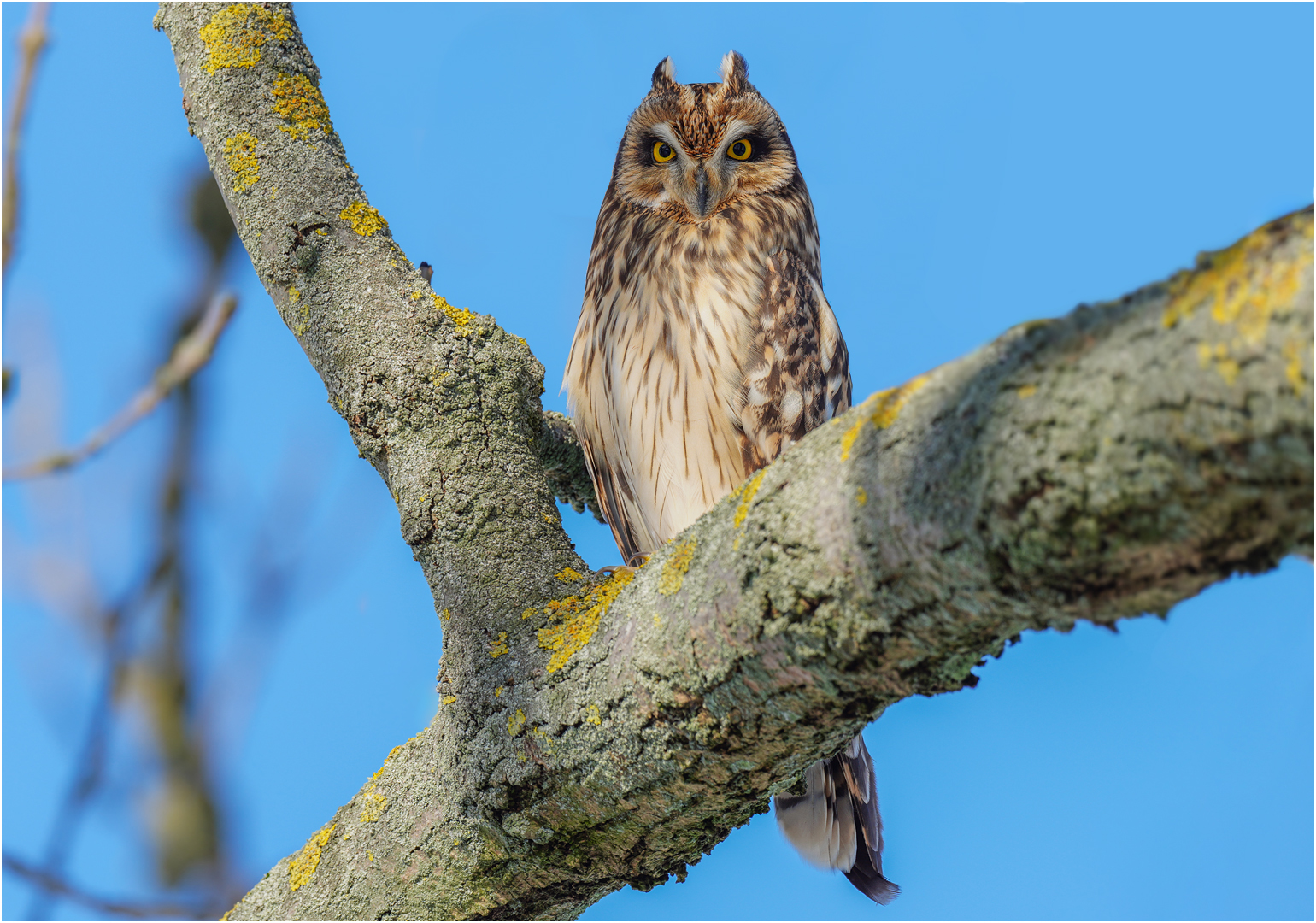 Sumpfohreule Asio flammeus