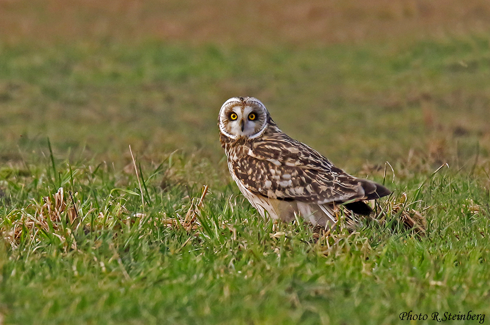 Sumpfohreule (Asio flammeus)