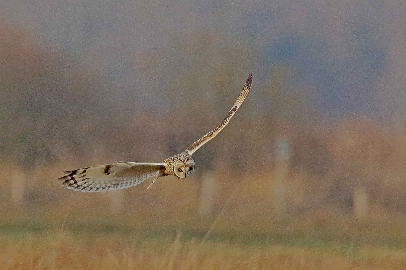 Sumpfohreule (Asio flammeus) beim Jagtflug