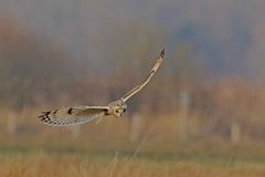 Sumpfohreule (Asio flammeus) beim Jagtflug