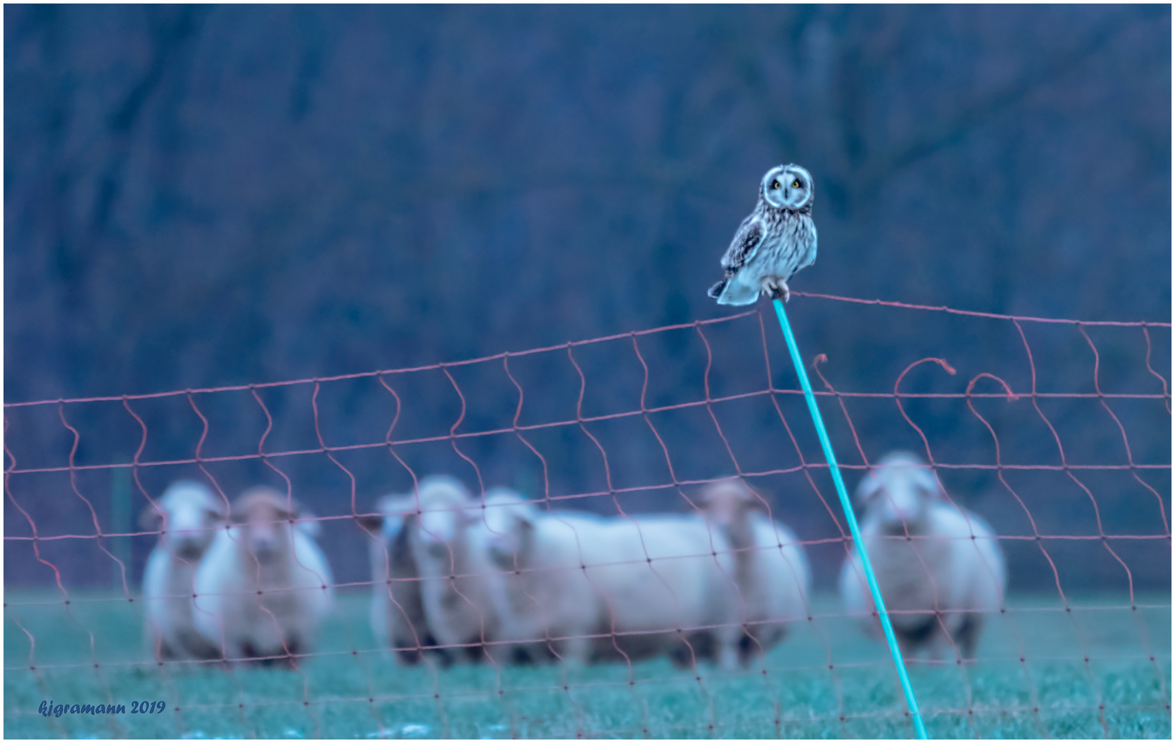 sumpfohreule (asio flammeus) .....