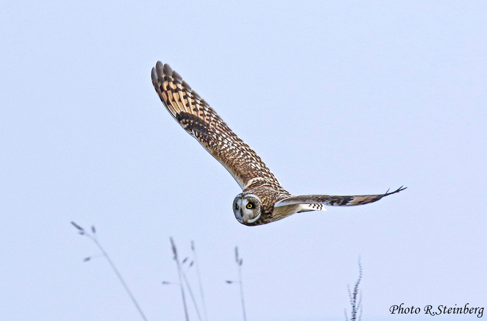 Sumpfohreule (Asio flammeus) II.