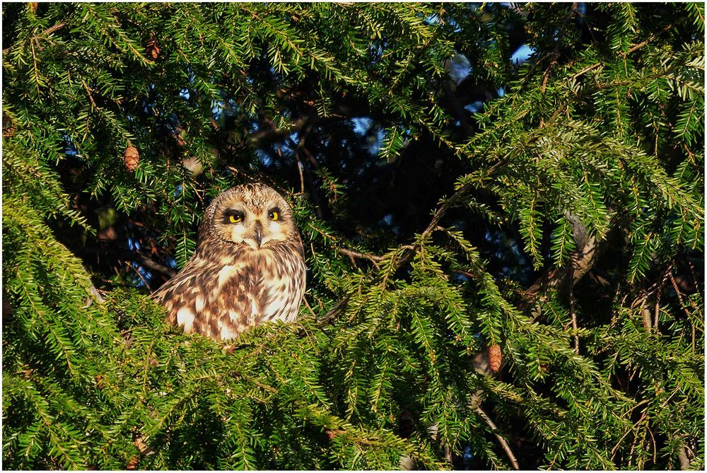 sumpfohreule (asio flammeus) II ...