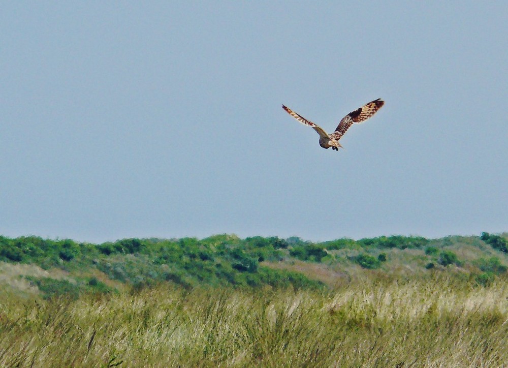 Sumpfohreule auf der Jagd