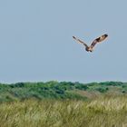 Sumpfohreule auf der Jagd