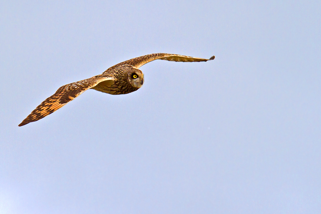 Sumpfohreule auf der Jagd