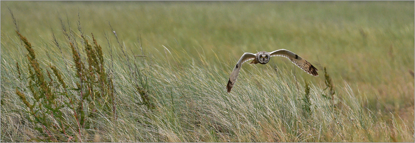 Sumpfohreule auf der Jagd   . . .