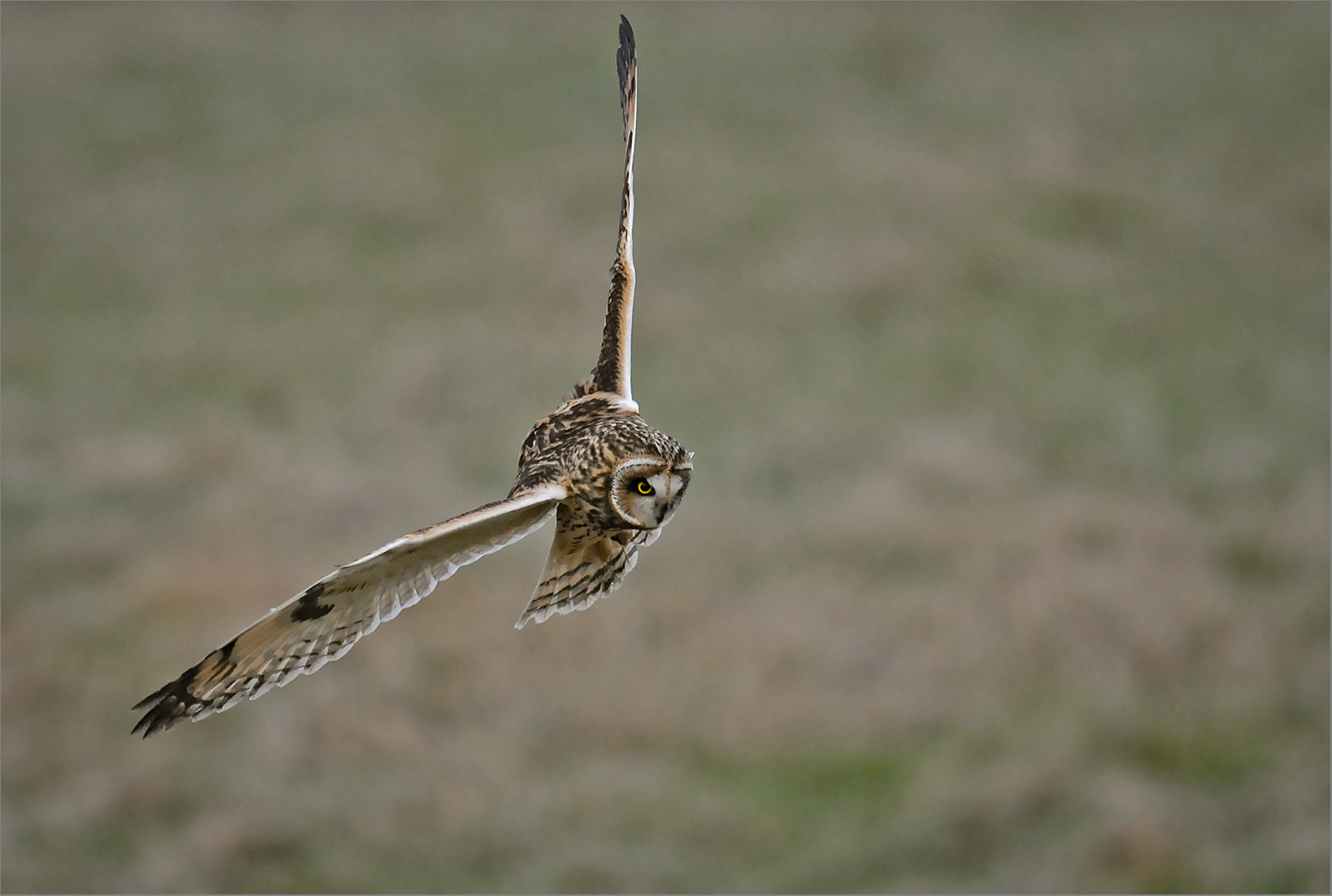 Sumpfohreule auf Suchflug   . . .