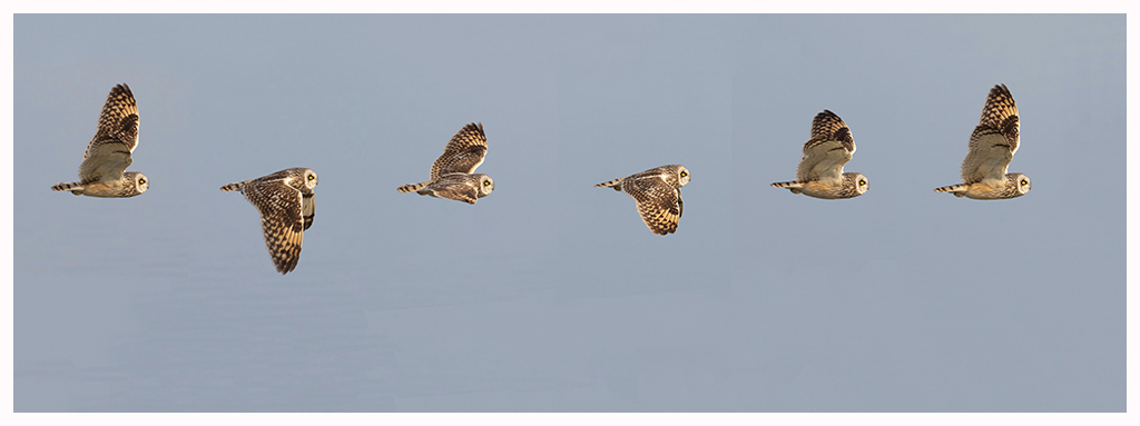 Sumpfohreule - Flugbild