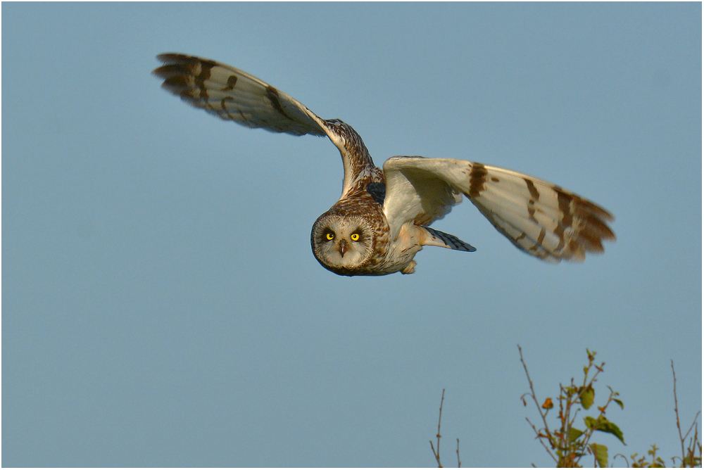 Sumpfohreule im Anflug