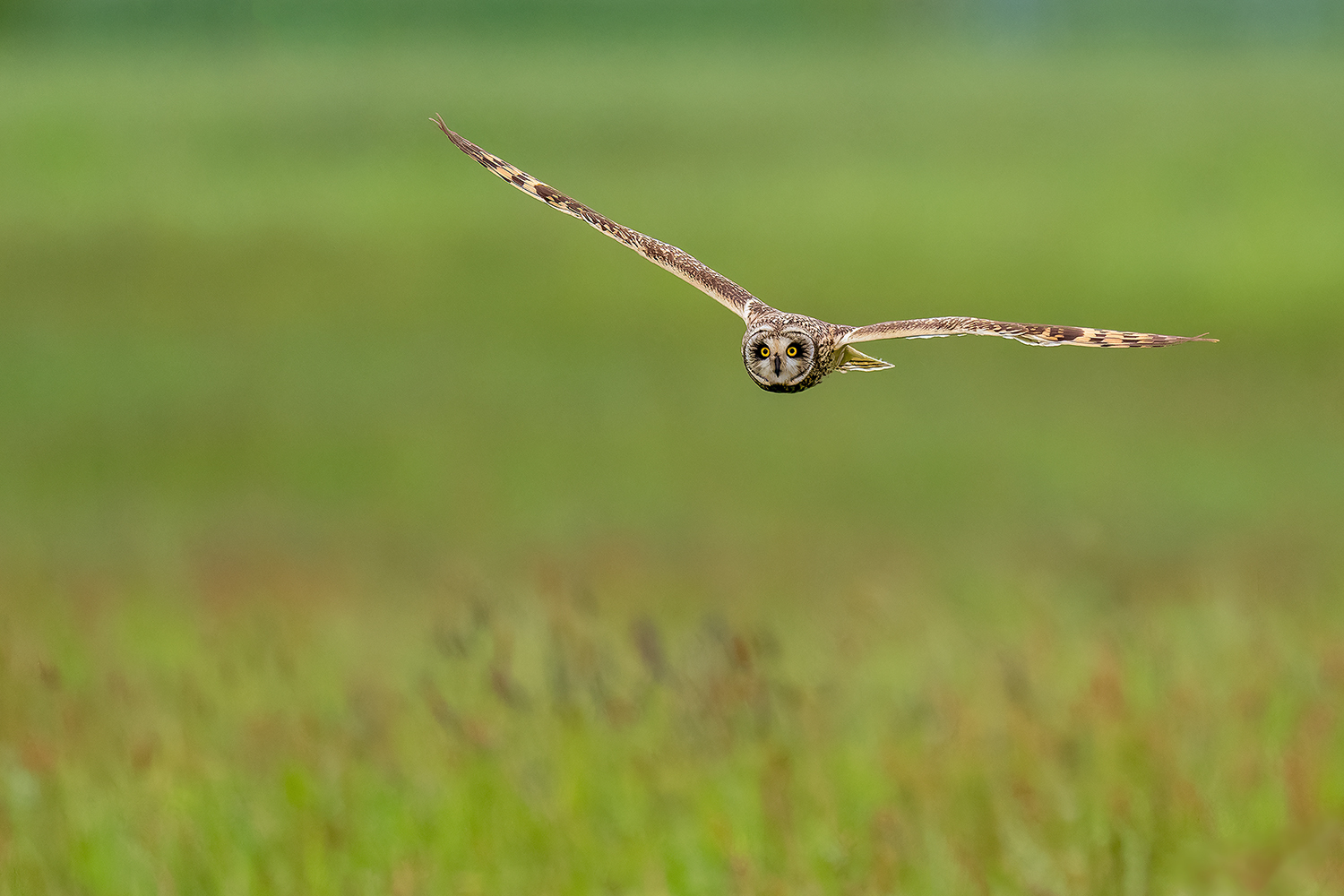 Sumpfohreule im Anflug