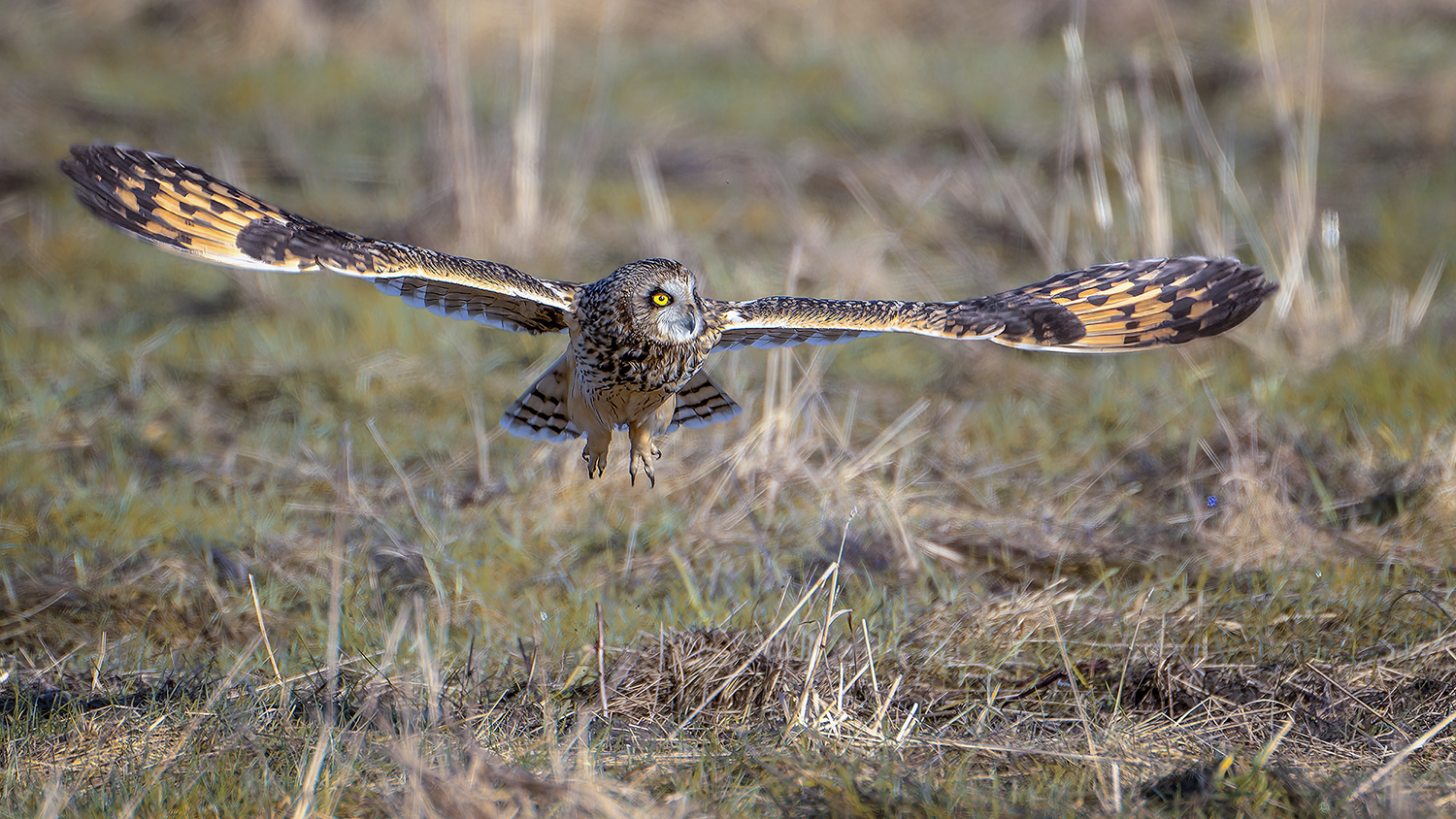 Sumpfohreule im Anflug