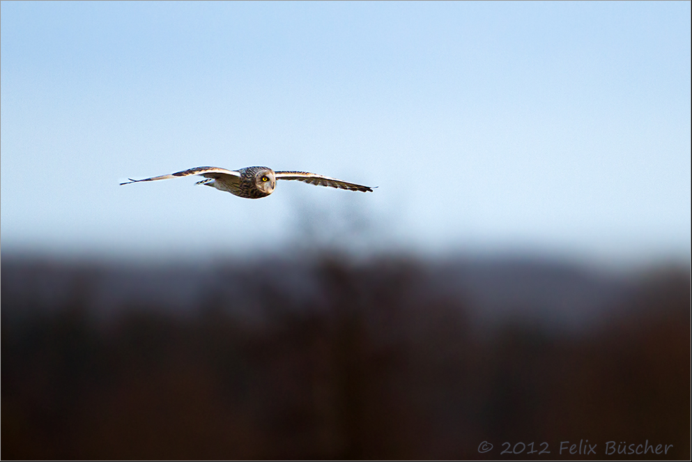 Sumpfohreule im Anflug