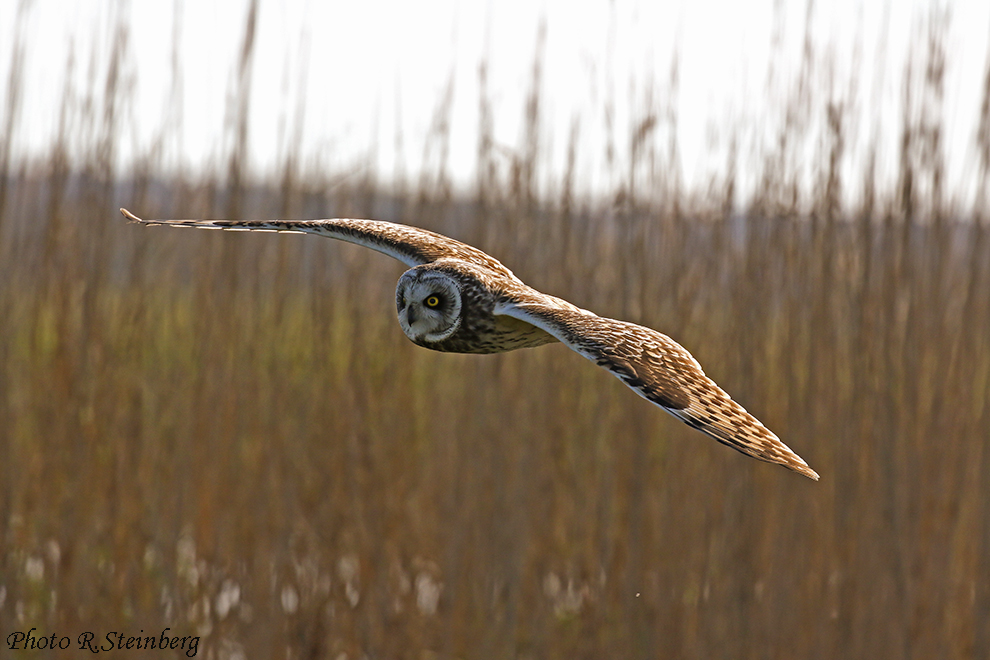 sumpfohreule im Flug