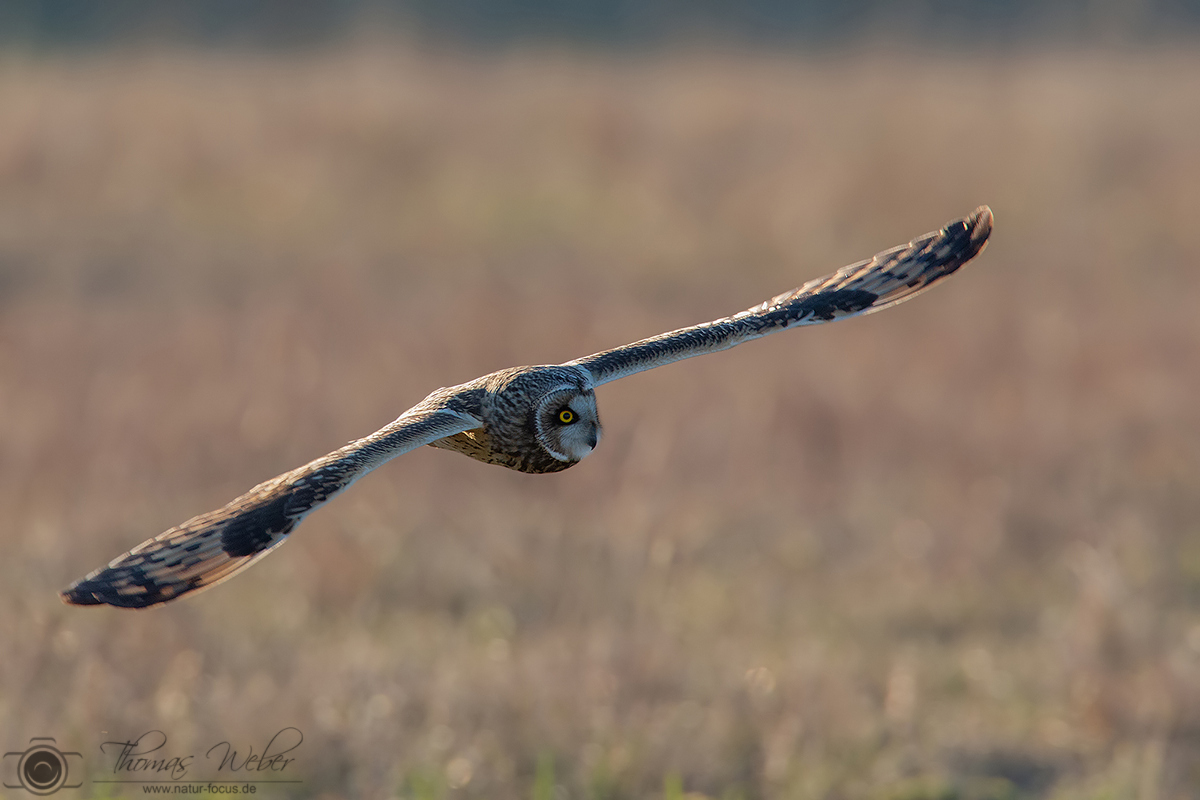 Sumpfohreule im Flug