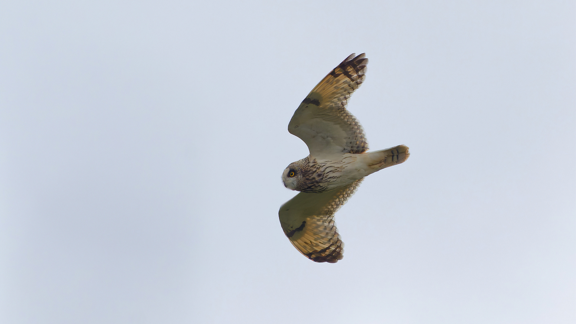 Sumpfohreule im Flug