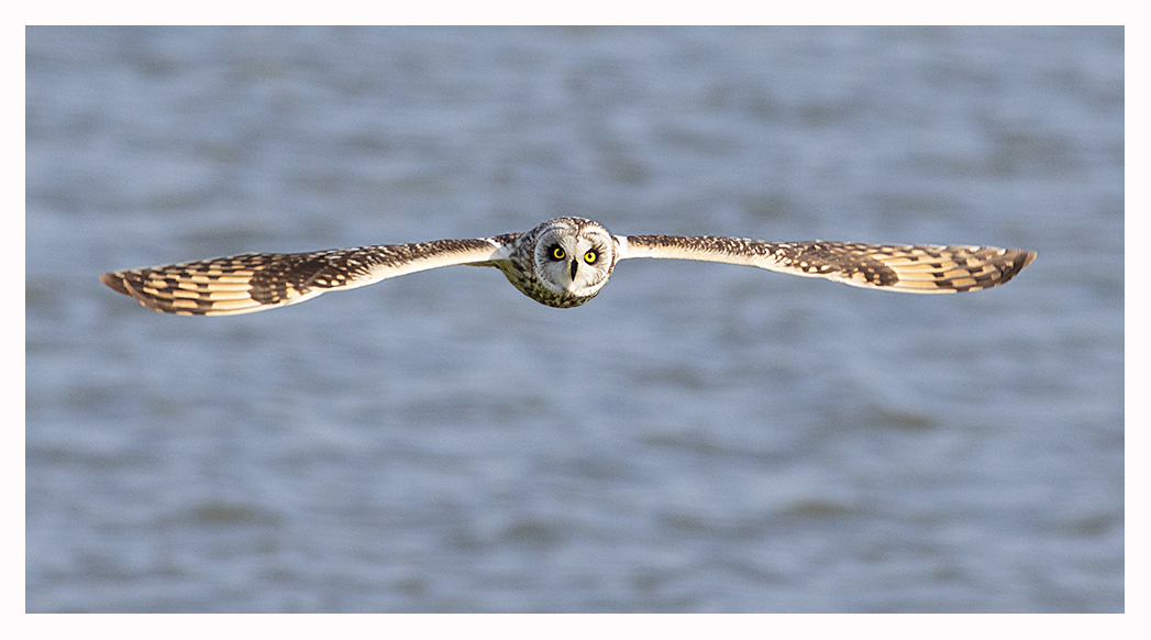 Sumpfohreule im Flug.