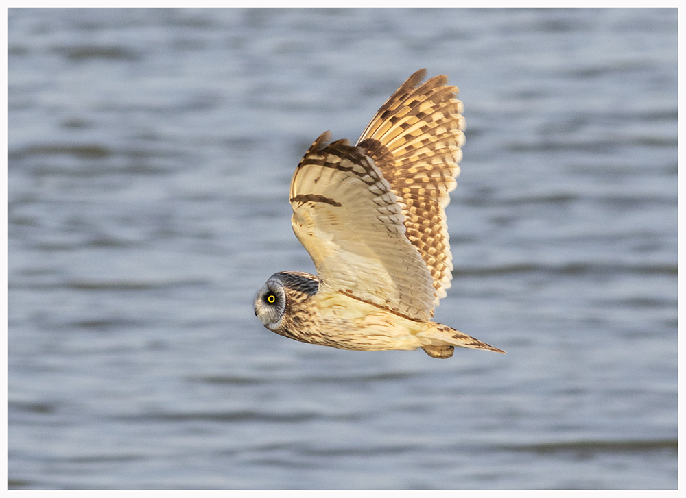 Sumpfohreule im Flug. (Asio flammeus)