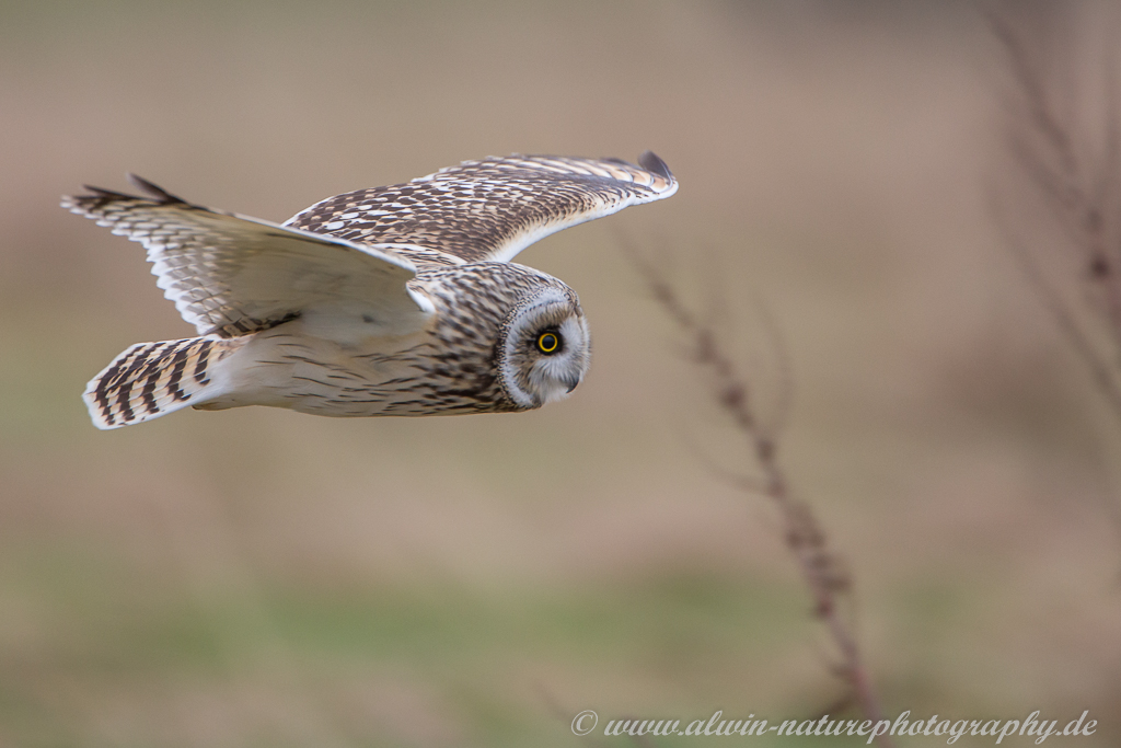 Sumpfohreule im Flug